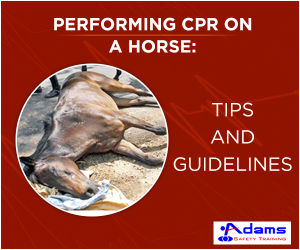 Horse CPR