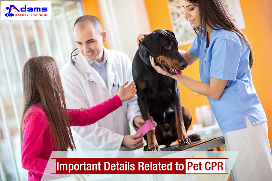 Pet CPR